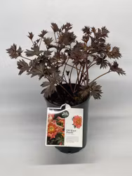 Pion/Paeonia Itoh - Old Rose Dandy