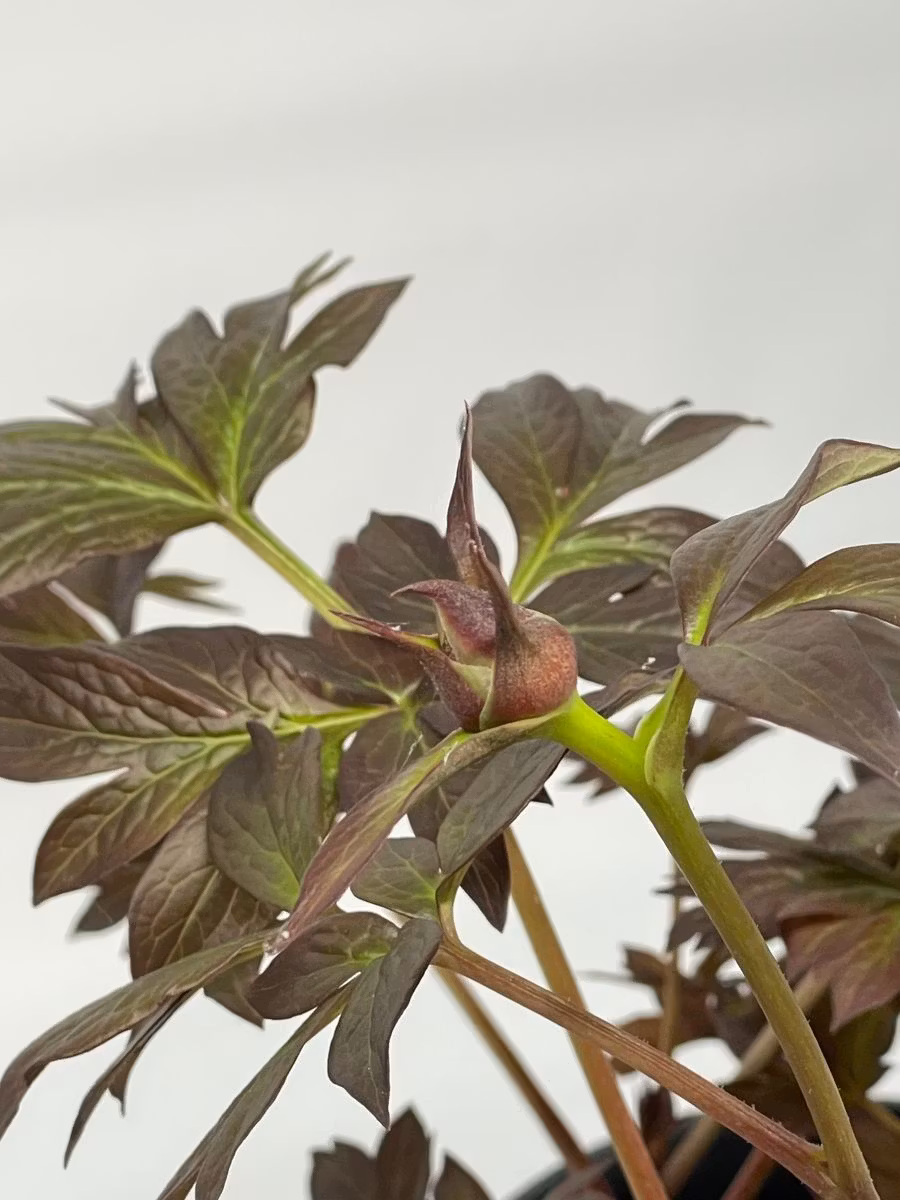 Pion/Paeonia Itoh - Old Rose Dandy