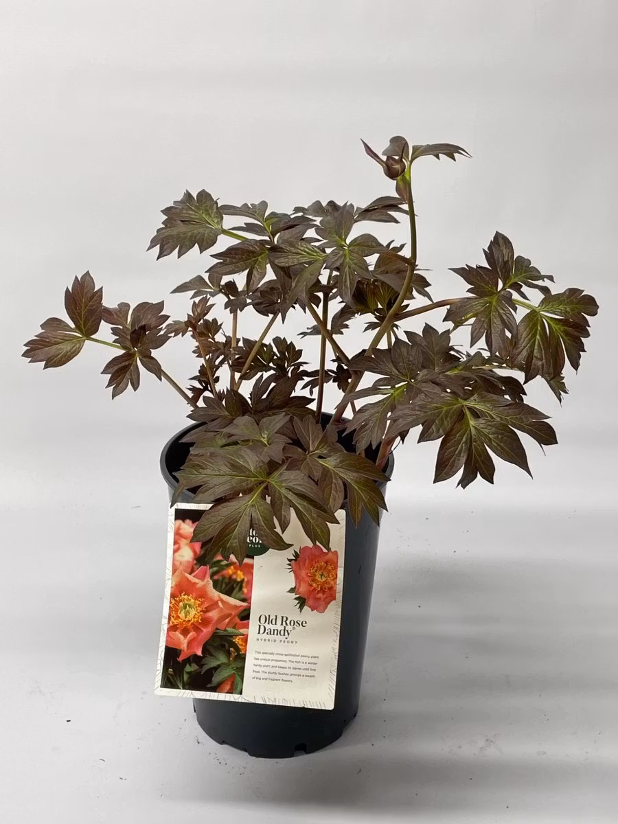 Pion/Paeonia Itoh - Old Rose Dandy