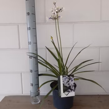 Afrikansklilja/Agapanthus - Twister
