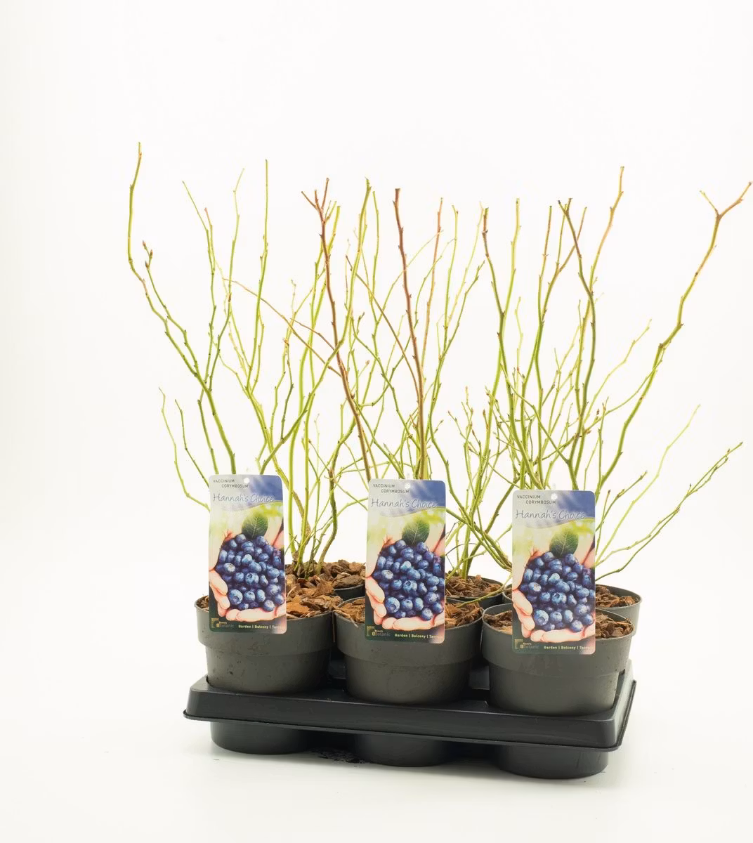 Vaccinium Corymbosum/Amerikanska Blåbär - Hannah's Choice