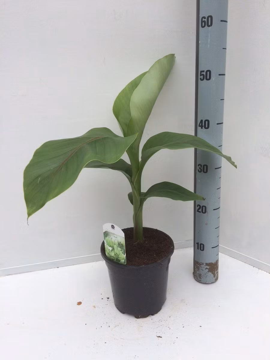 Banan Planta/Musa - Musa Basjoo