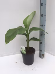 Banan Planta/Musa - Musa Basjoo