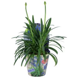 Afrikansklilja/Agapanthus - Summer Love Blue