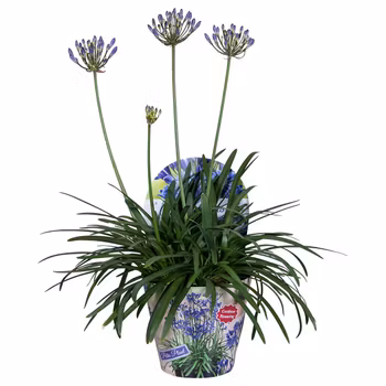 Afrikansklilja/Agapanthus - Summer Love Blue