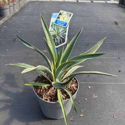 Yucca Gloriosa - Variegata