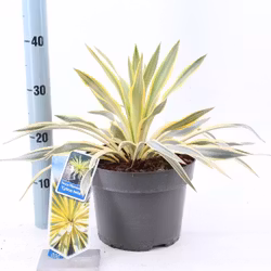 Yucca Gloriosa - Citrus Twist
