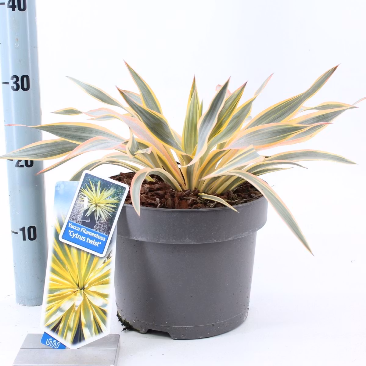 Yucca Gloriosa - Citrus Twist
