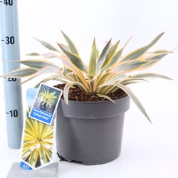 Yucca Gloriosa - Citrus Twist