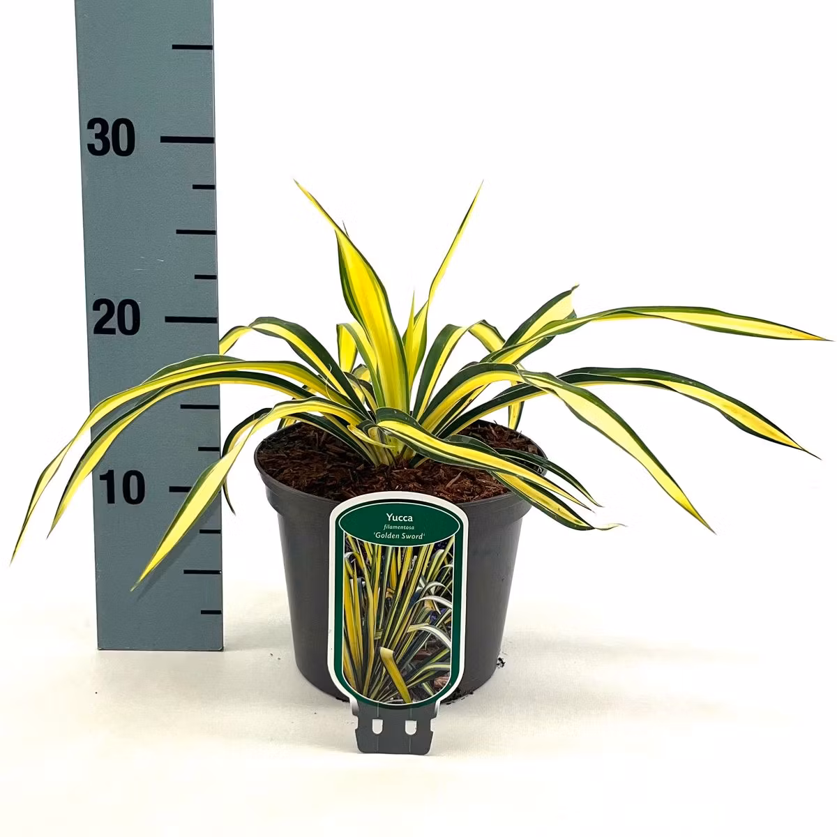 Yucca Flaccida - Golden Sword