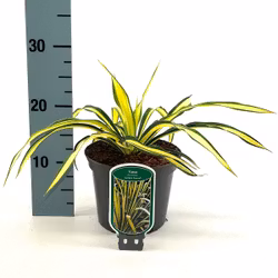 Yucca Flaccida - Golden Sword