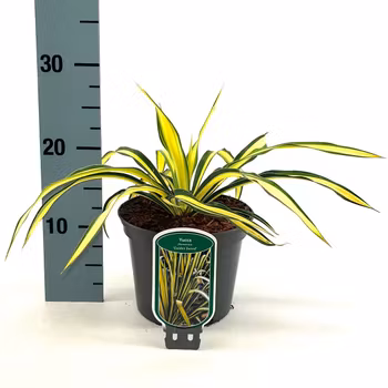 Yucca Flaccida - Golden Sword