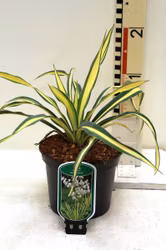 Yucca Flaccida - Golden Sword