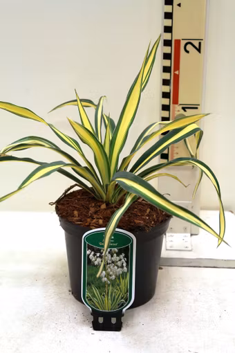 Yucca Flaccida - Golden Sword