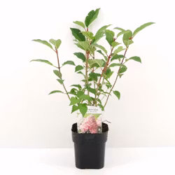 Hydrangea Paniculata/Vipphortensia - Vanille Fraise