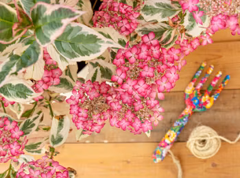 Hydrangea Serrata/Purpurhortensia - Euphoria Pink