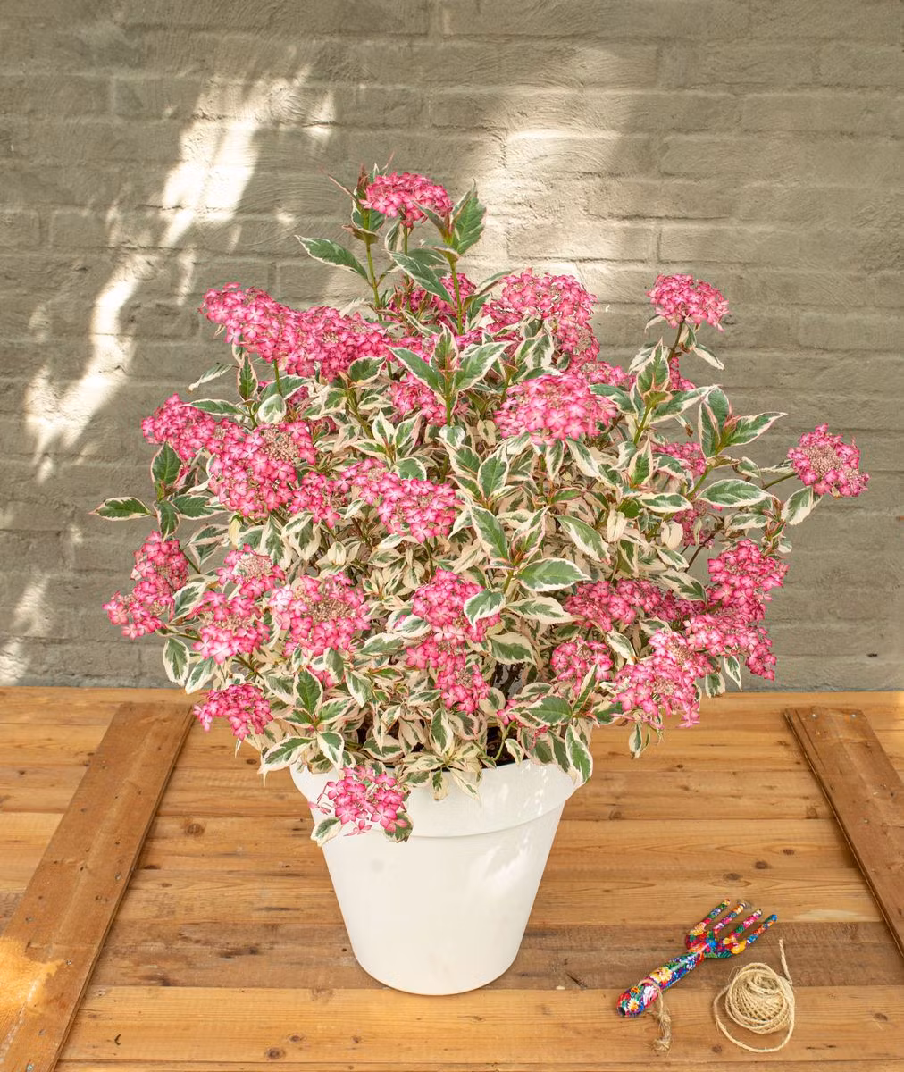 Hydrangea Serrata/Purpurhortensia - Euphoria Pink