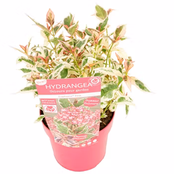 Hydrangea Serrata/Purpurhortensia - Euphoria Pink