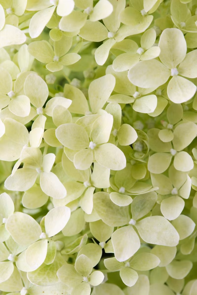 Hydrangea Paniculata/Vipphortensia - Lime Sparkle