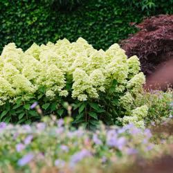 Hydrangea Paniculata/Vipphortensia - Lime Sparkle