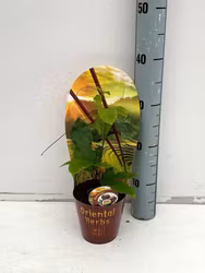 Passionsfrukt/Passiflora - Edulis