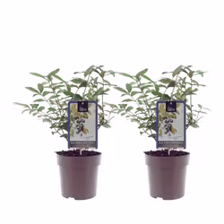 Blåbärstry/Lonicera Caerulea - Duet