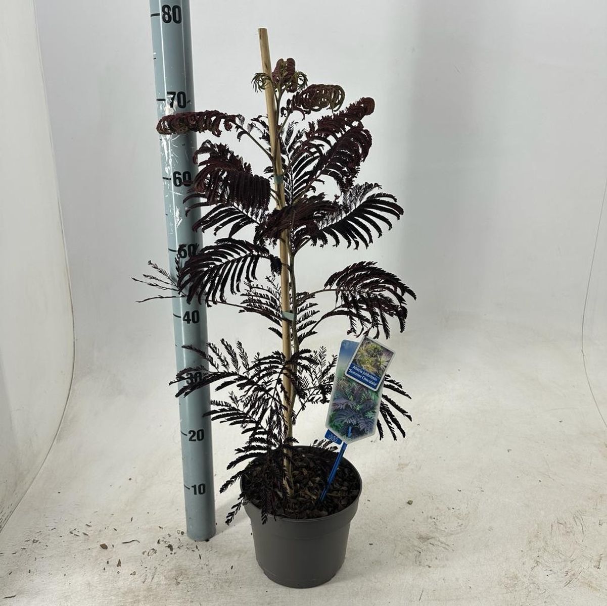Silkesträd/Albizia Julibrissin - Summer Chocolate