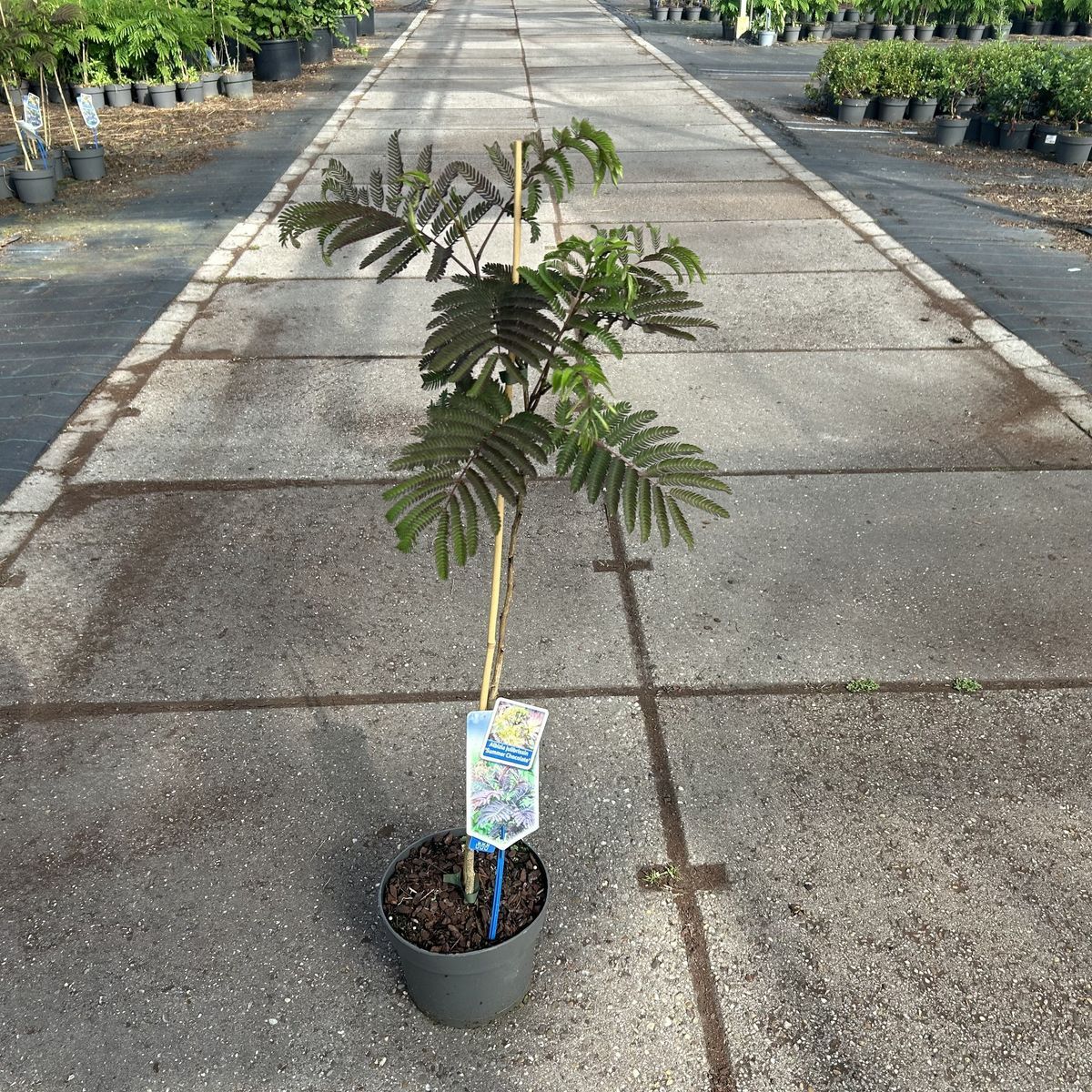 Silkesträd/Albizia Julibrissin - Summer Chocolate