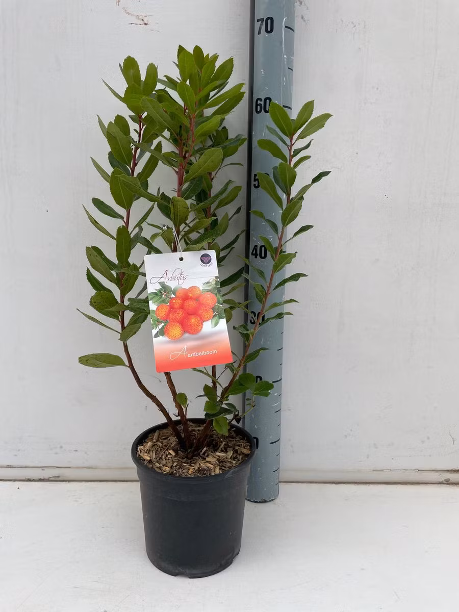 Smultronbuske/Arbutus Unedo