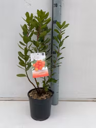 Smultronbuske/Arbutus Unedo