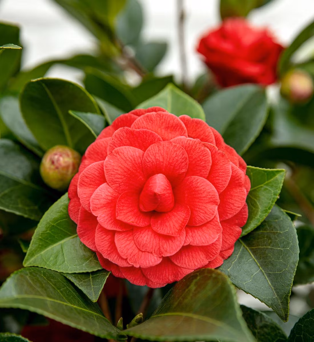 Camellia - Black Lace