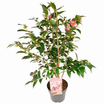 Camellia - Spring Festival