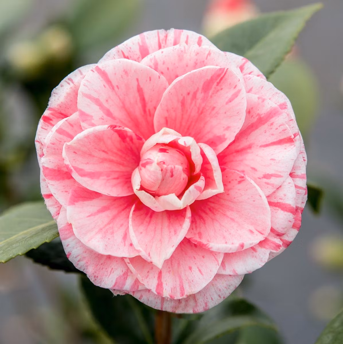 Camellia Japonica - Bonomiana