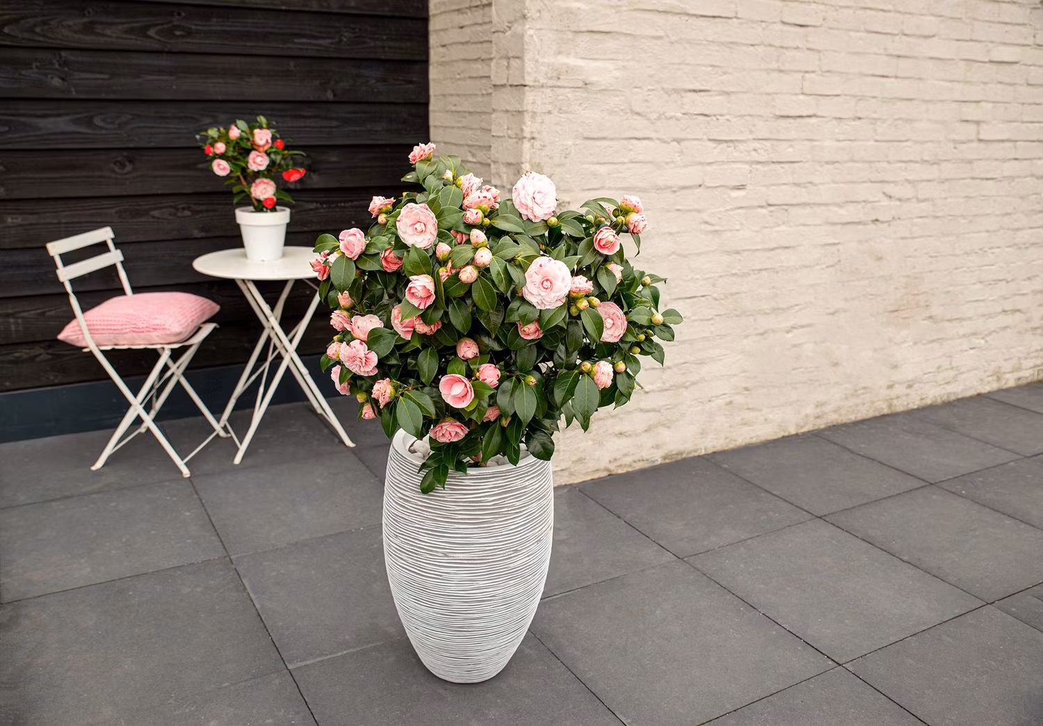 Camellia Japonica - Bonomiana