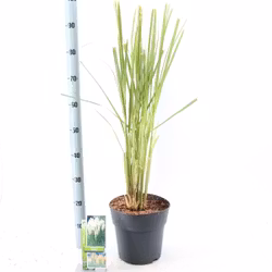 Pampasgräs/Cortaderia Selloana - White Feather
