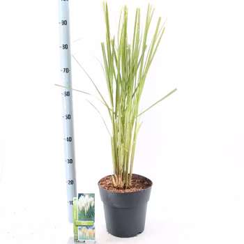 Pampasgräs/Cortaderia Selloana - White Feather