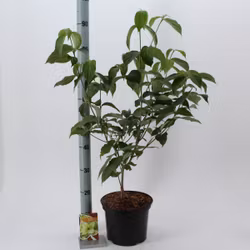Kornell/Cornus - Kousa Chinensis