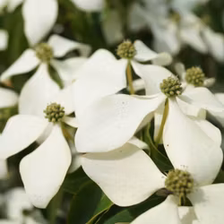 Kornell/Cornus - Kousa Chinensis