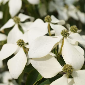 Kornell/Cornus - Kousa Chinensis
