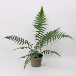 Trädormbunke/Dicksonia Antarctica