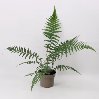 Trädormbunke/Dicksonia Antarctica