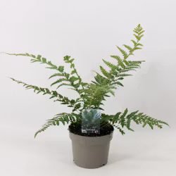 Trädormbunke/Dicksonia Antarctica
