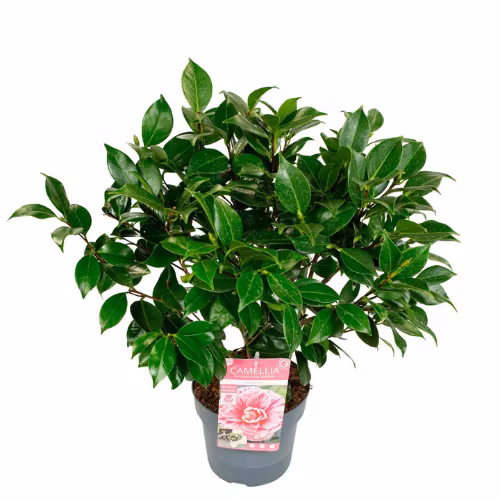 Camellia Japonica - Bonomiana