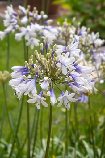 Afrikansklilja/Agapanthus - Twister