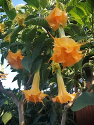 Änglatrumpet/Brugmansia Frökorsning - Rosa Magie x Langenbuscher Garten
