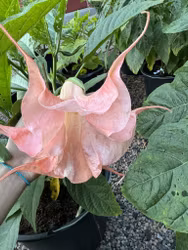 Änglatrumpet/Brugmansia Frökorsning - Rosa Magie x Langenbuscher Garten