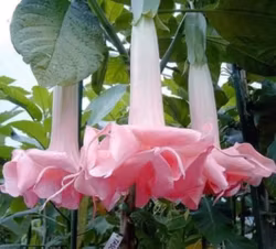 Änglatrumpet/Brugmansia Frökorsning - Rosa Ballerina x Fascination