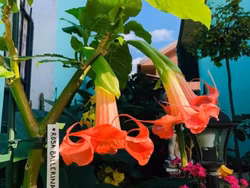 Änglatrumpet/Brugmansia Frökorsning - Rosa Ballerina x Fascination