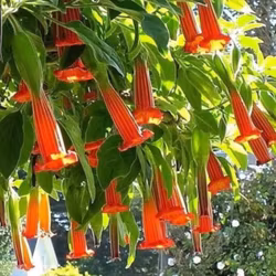 Änglatrumpet/Brugmansia - Sanguinea