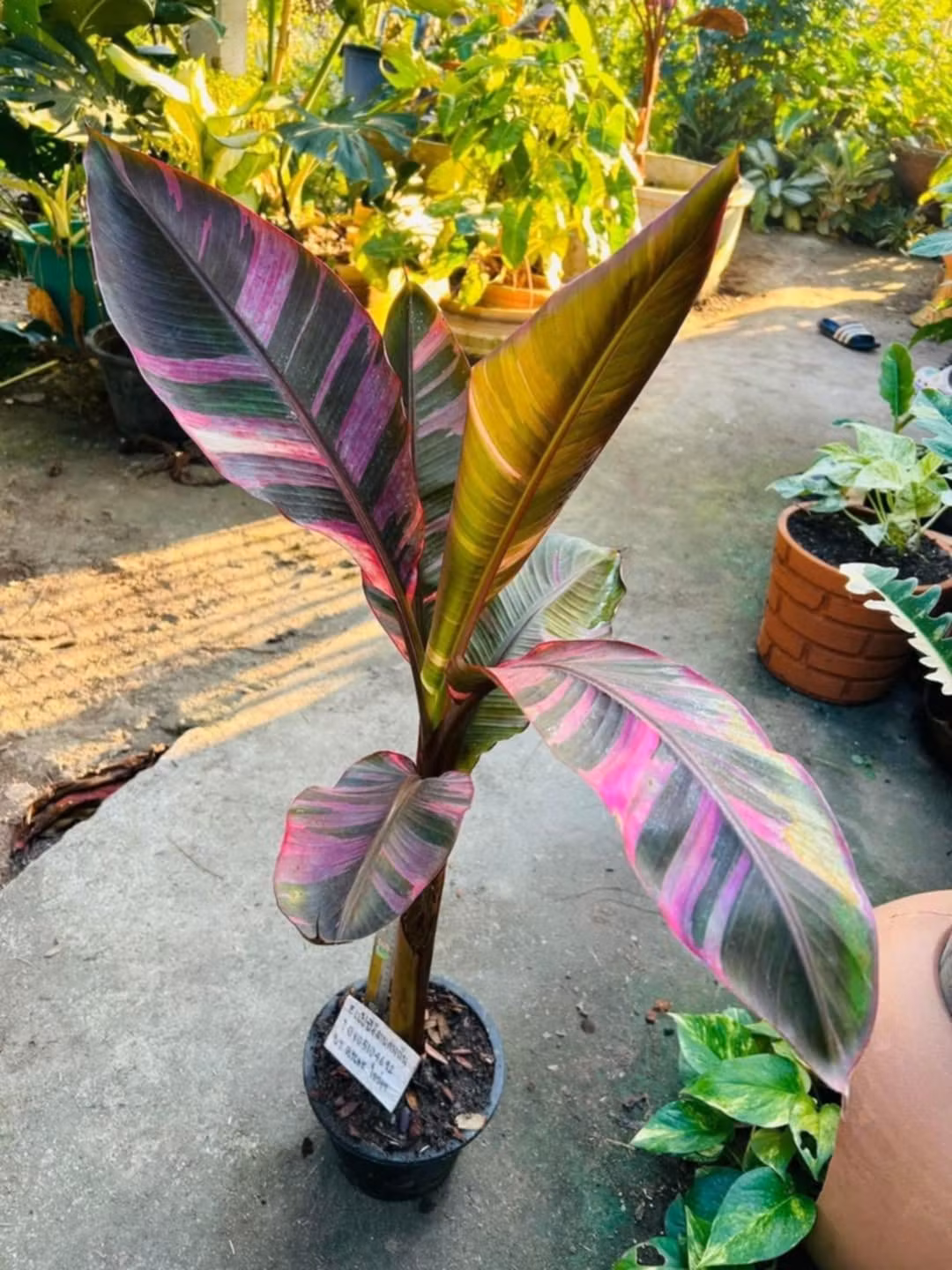 Banan Planta/Musa - Nono x Hot Pink Banana